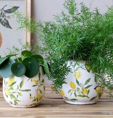 Bild av charmiga krukor med citronmönster och växter