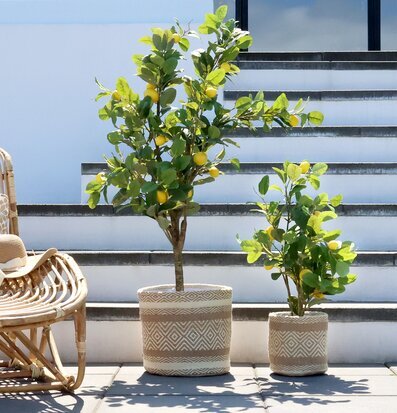 Foto av avkopplande utomhusmiljö med citronträd