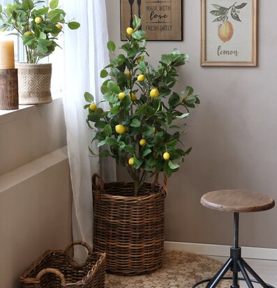 Bild av citronträd i rustikt och hemtrevligt kök
