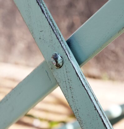 Bild av antik grön metallstol med vintage detaljer