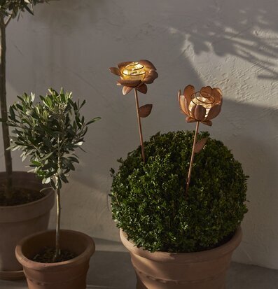 Bild av solcellsblommor i en stämningsfull trädgård