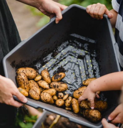 Foto av händer som skördar potatis i trädgården