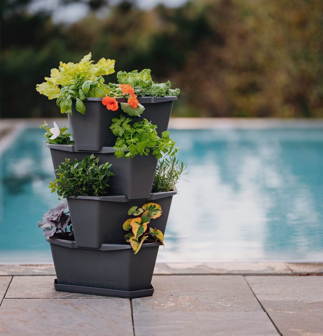 Paul Potato - Potatistorn från Gardenlife på en uteplats