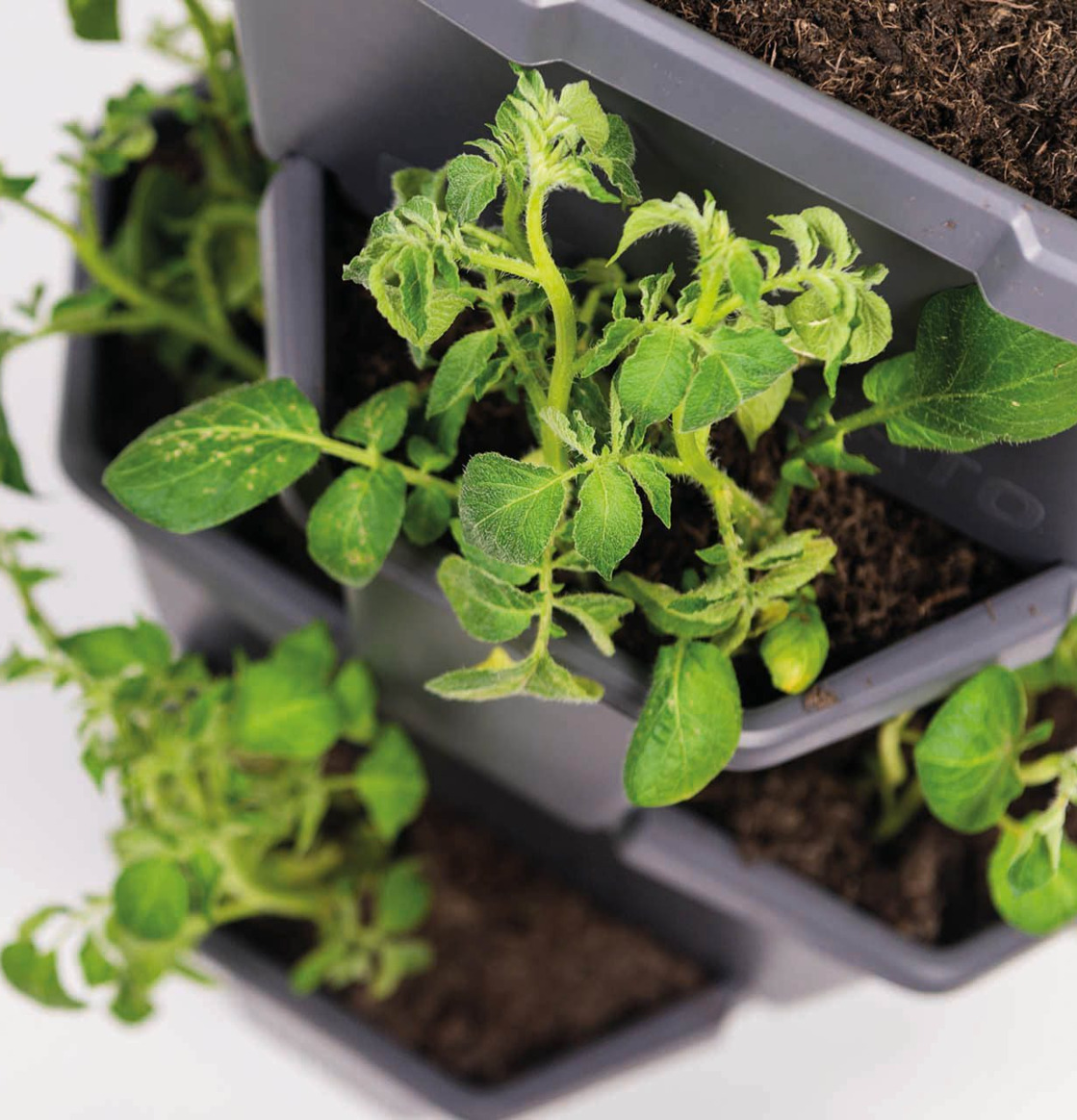 Bild av innovativ odlingslösning för potatis hemma