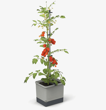 Bild av stilren tomatkruka med frodig tomatplanta