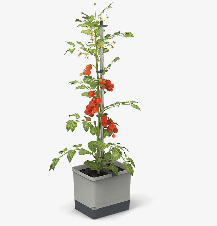 Bild av stilren tomatkruka med frodig tomatplanta