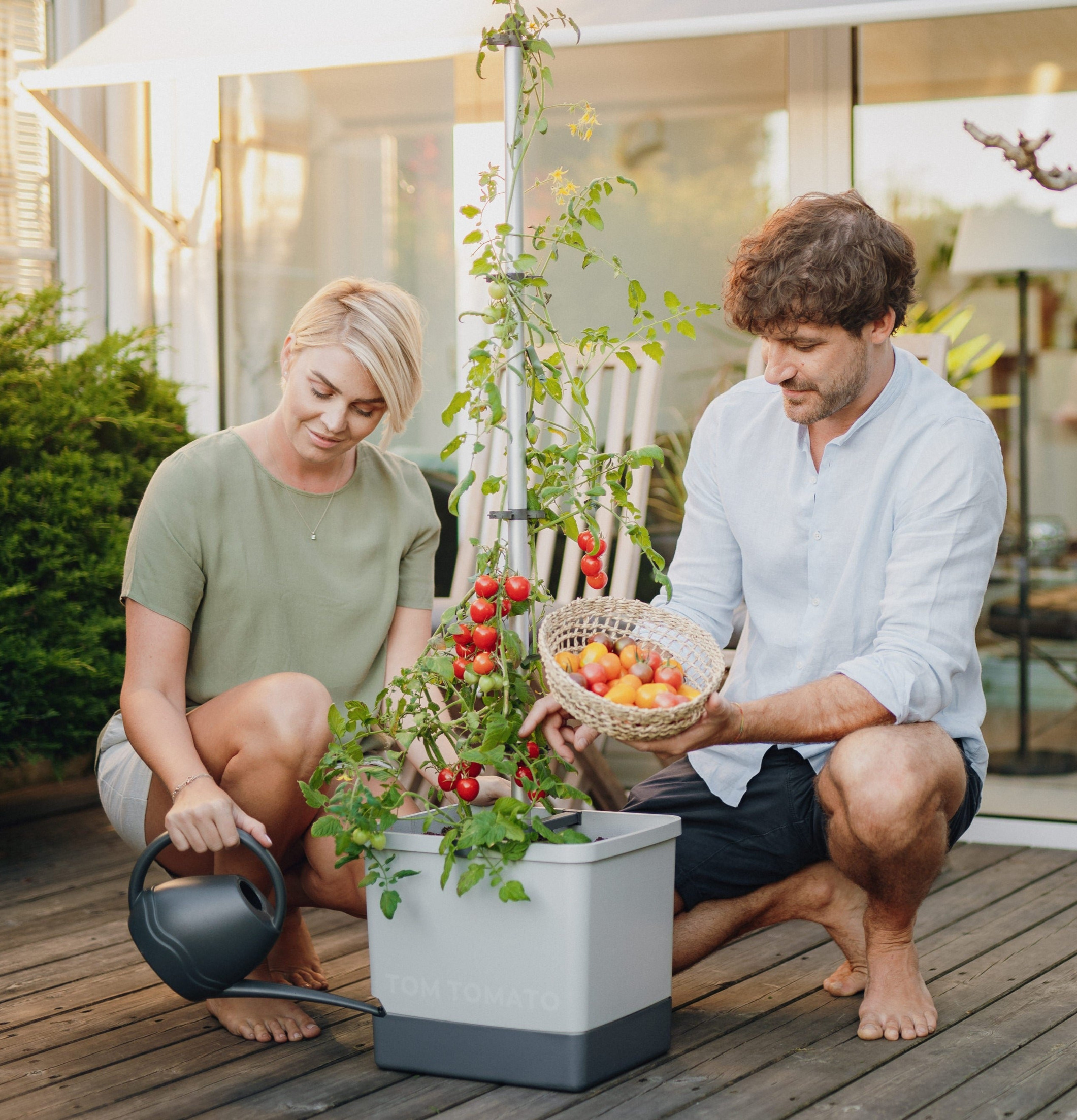 Tom Tomato - Tomatkruka Med Vattentank från Gardenlife