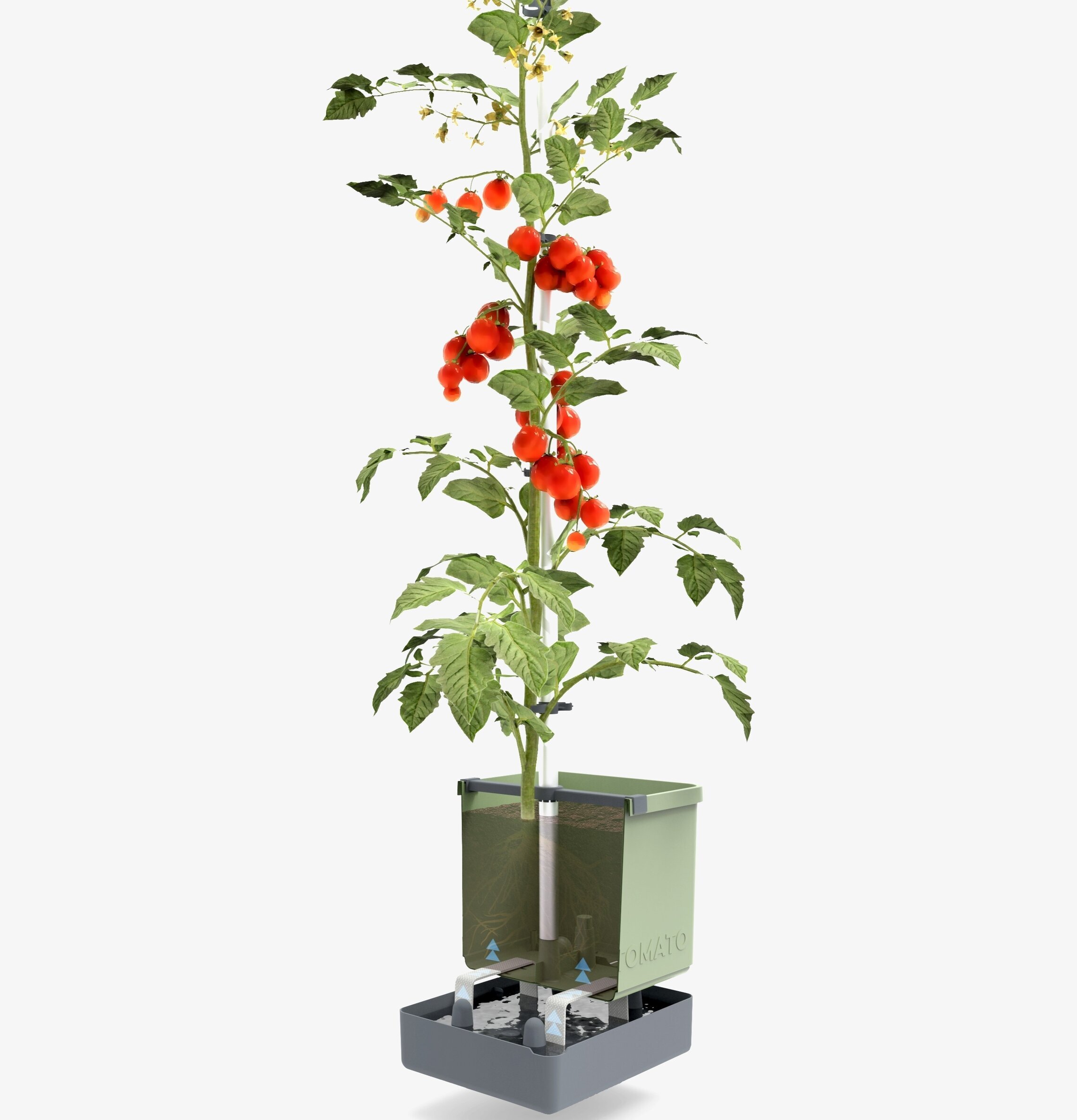 Tom Tomato - Tomatkruka Med Vattentank från Gardenlife