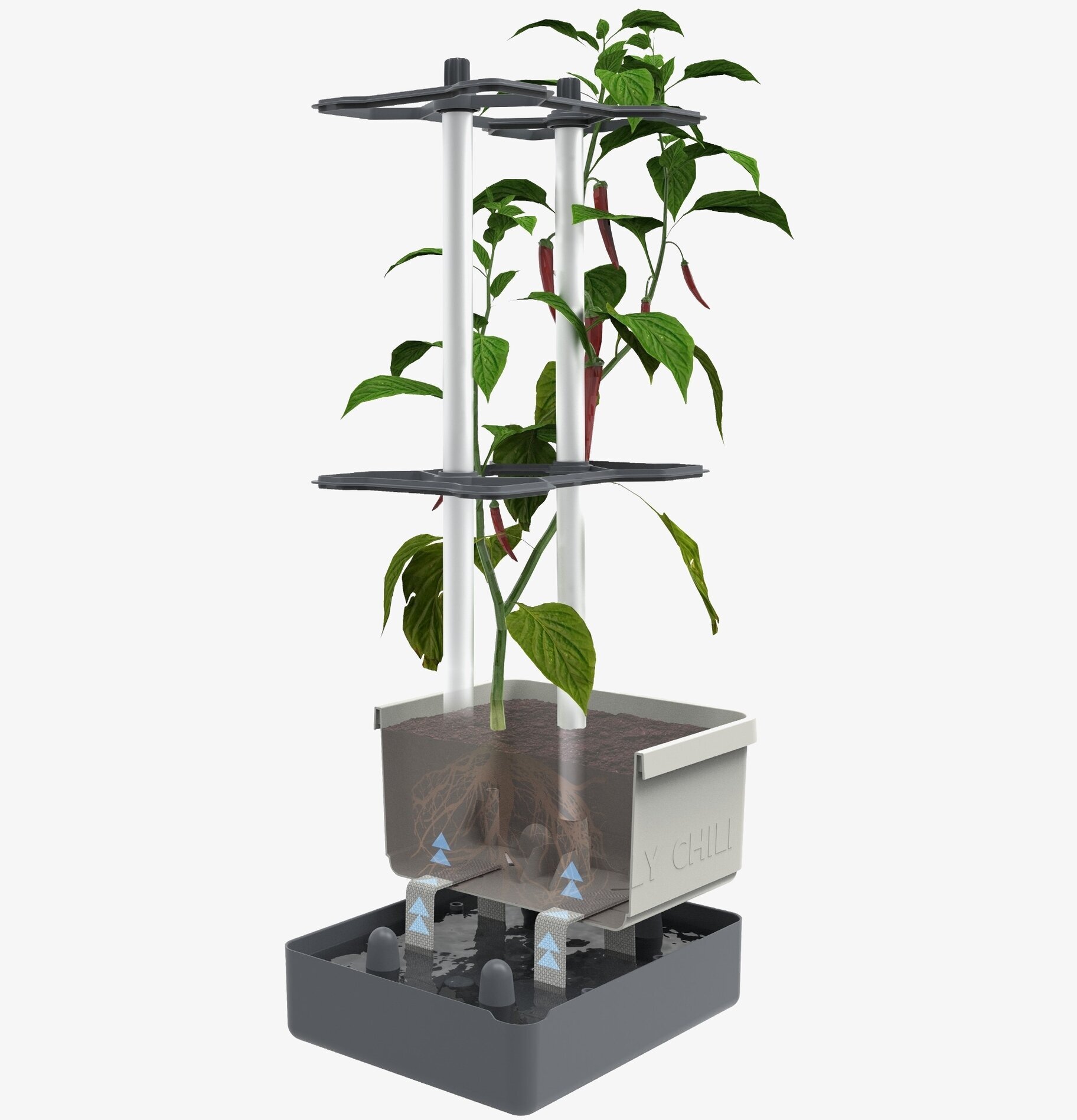 Charly Chili - Chilikruka Med Vattentank från Gardenlife