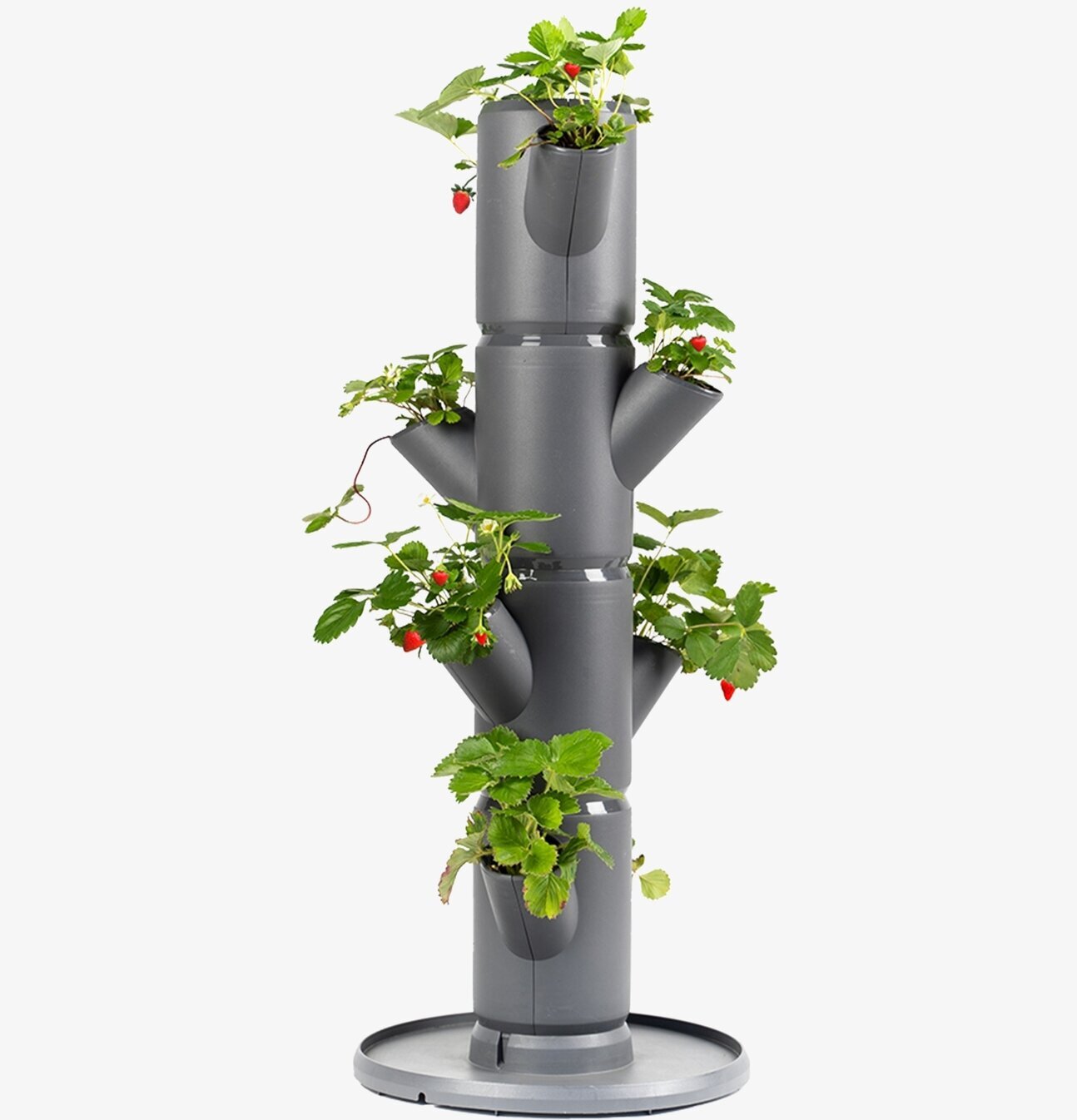 Sissi Strawberry - Jordgubbsträd från Gardenlife i grå plast