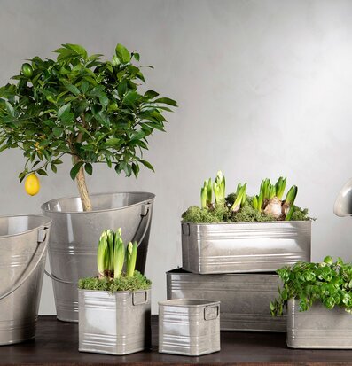 Bild av stilfullt arrangemang av växter i krukor