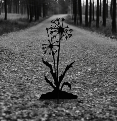 Foto av maskros i skogsmiljö på grusväg