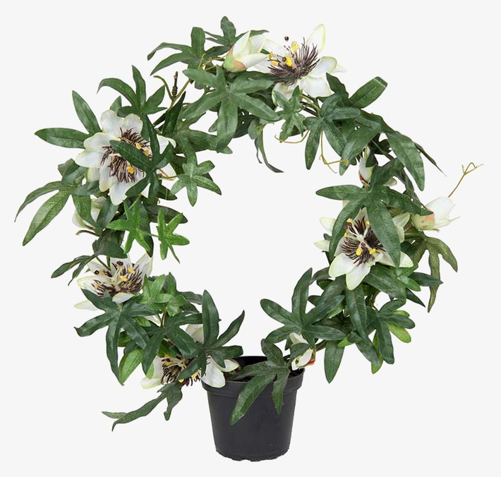 Passiflora Vit 40cm från Mr Plant i svart plastkruka