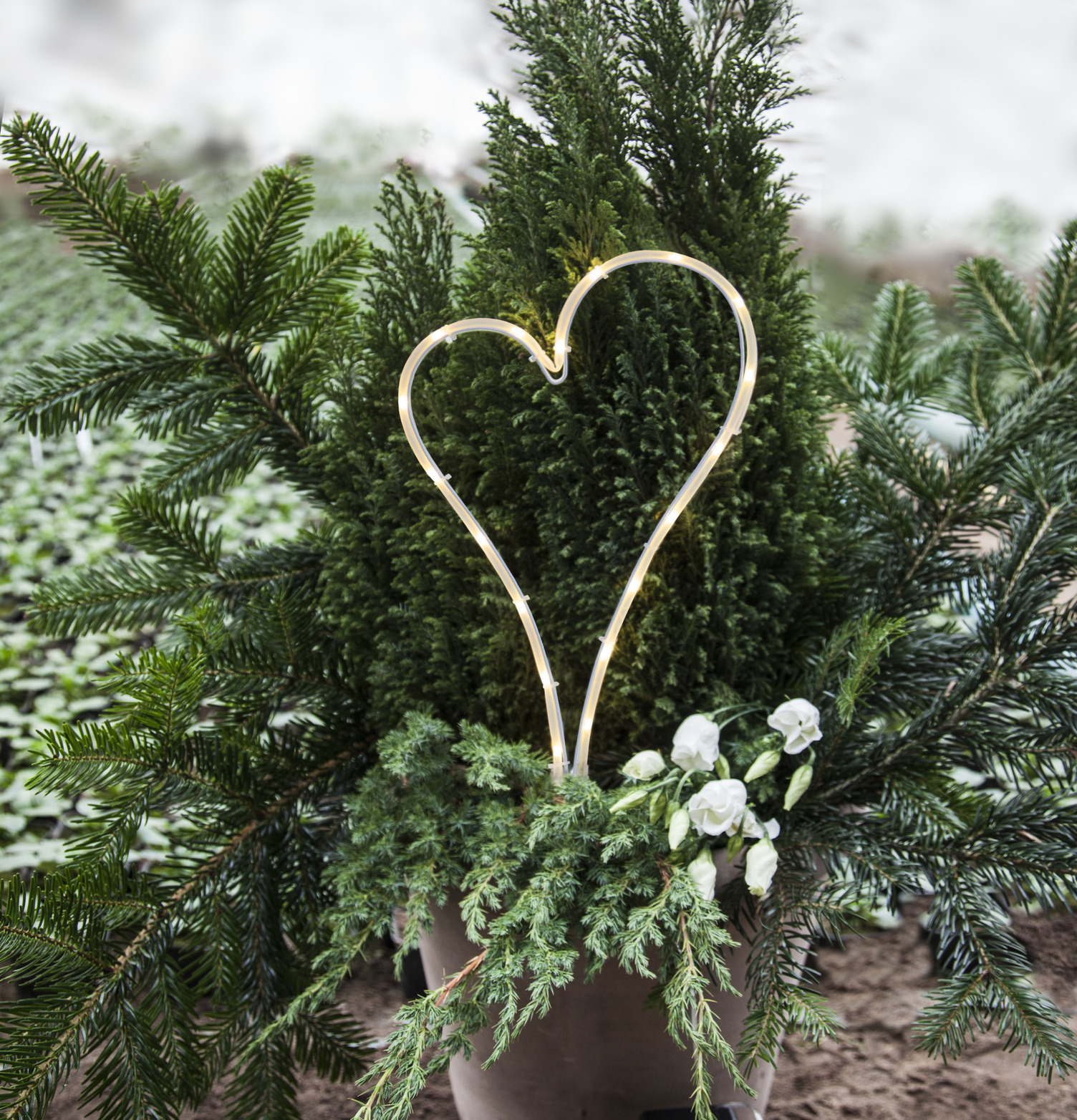 Bild av hjärtformat LED-ljus i grönskande miljö