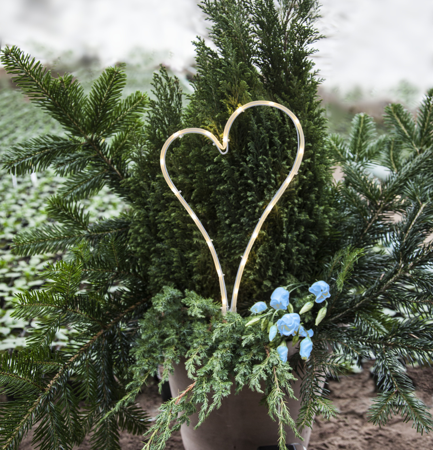 Gravljus LED Decoration Hjärta från Star Trading i naturen