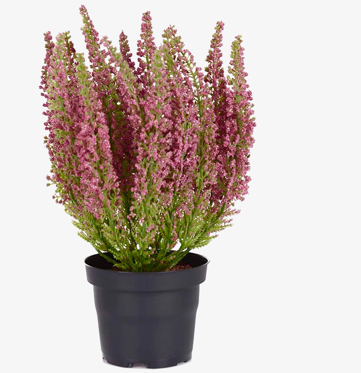 Ljung Cerise från Mr Plant med ceriserosa blommor och gröna blad