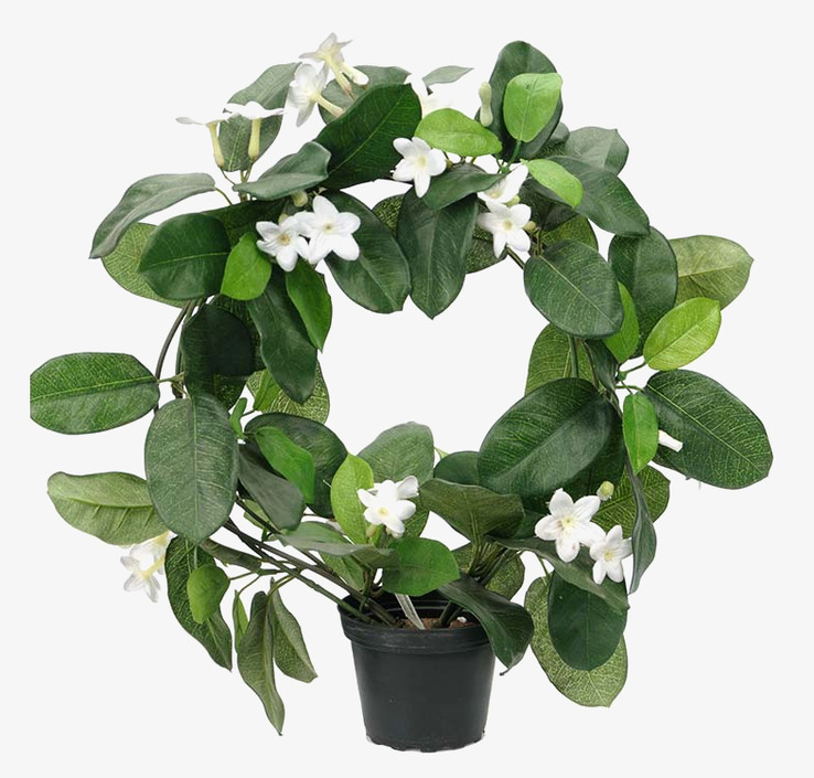 Doftranka 40cm från Mr Plant i svart kruka med vita blommor