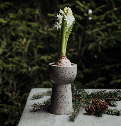 Bild av elegant scen med vas och naturliga element