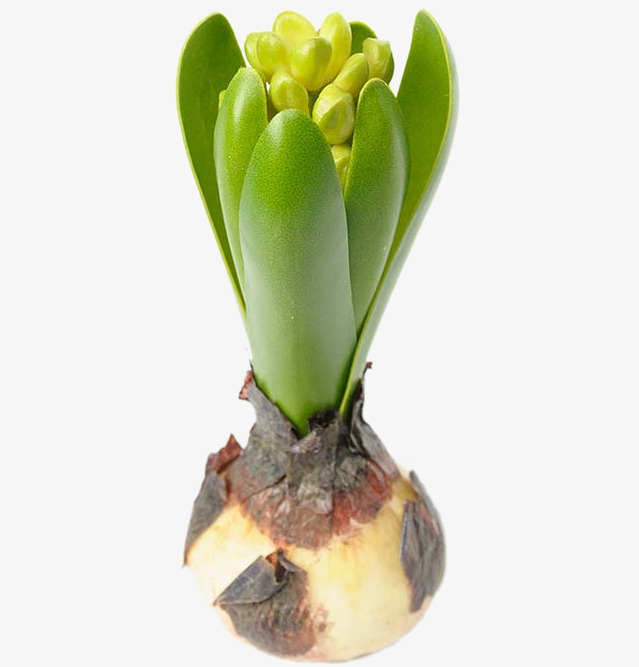 Hyacint från Mr Plant med realistiska detaljer och färger