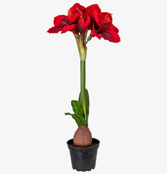 Bild av elegant konstgjord amaryllis i röd nyans
