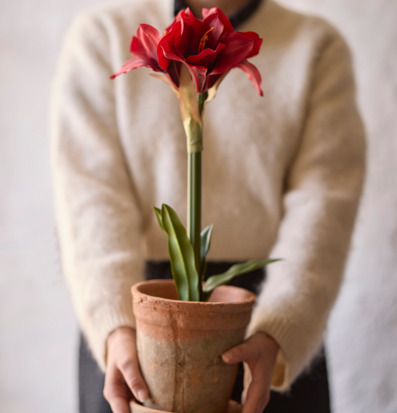 Bild av elegant amaryllis i rustik terrakottakruka