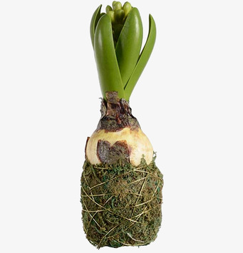 Bild av hyacint i mossa - Naturlig och estetisk skönhet