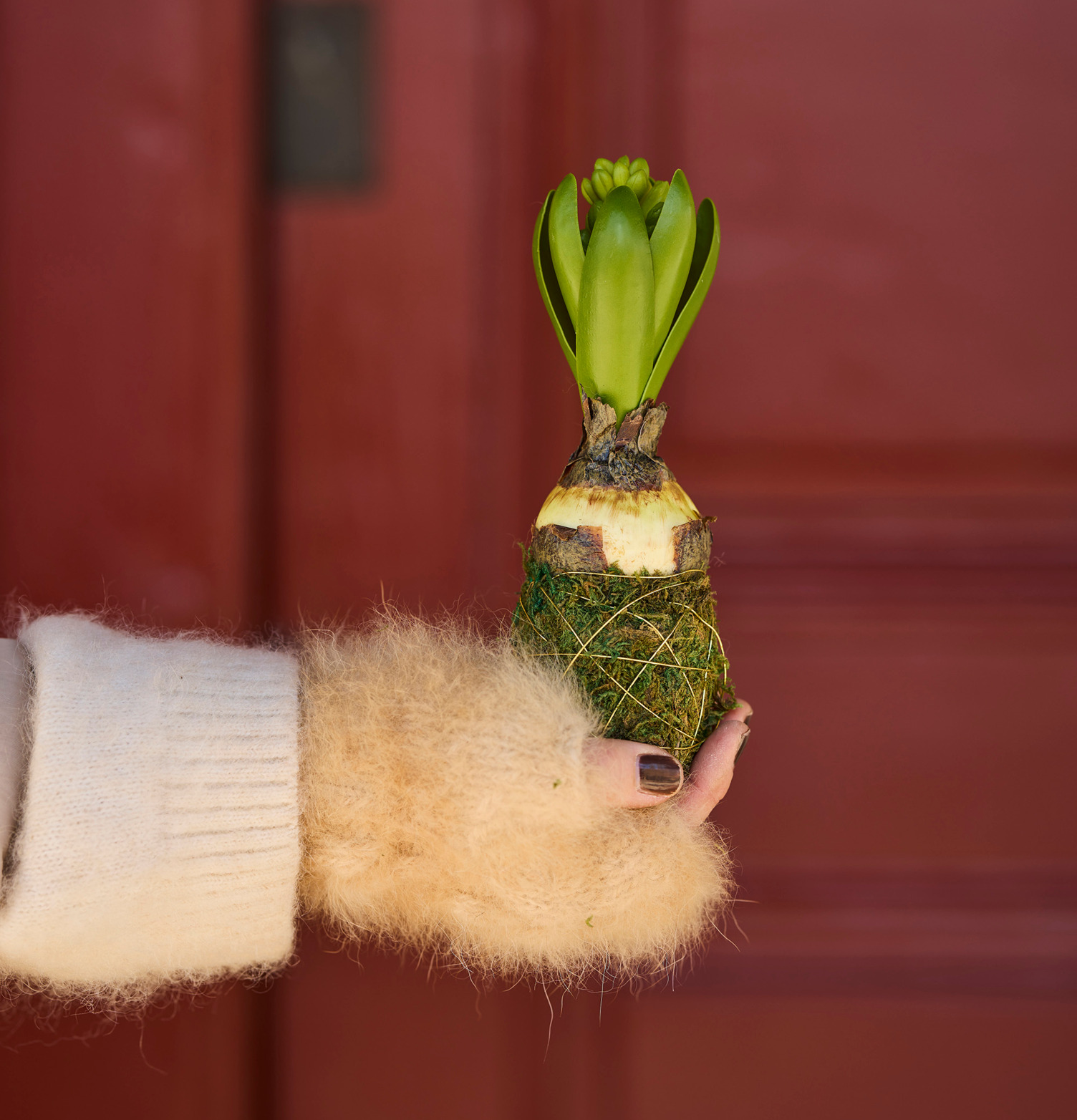 Bild av hyacint med mossa och elegant bakgrund