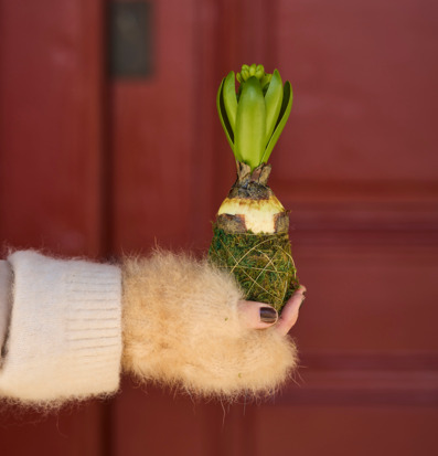 Bild av hyacint med mossa och elegant bakgrund