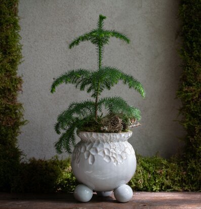 Foto av elegant kruka med frodig grön växt i harmoni