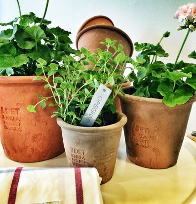 Foto av stilrena keramikkrukor med växter och handduk