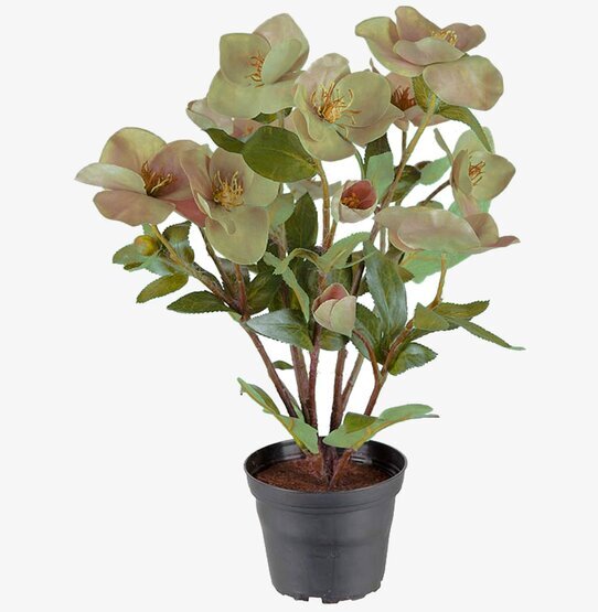 Helleborus Julros 35cm från Mr Plant i svart plastkruka