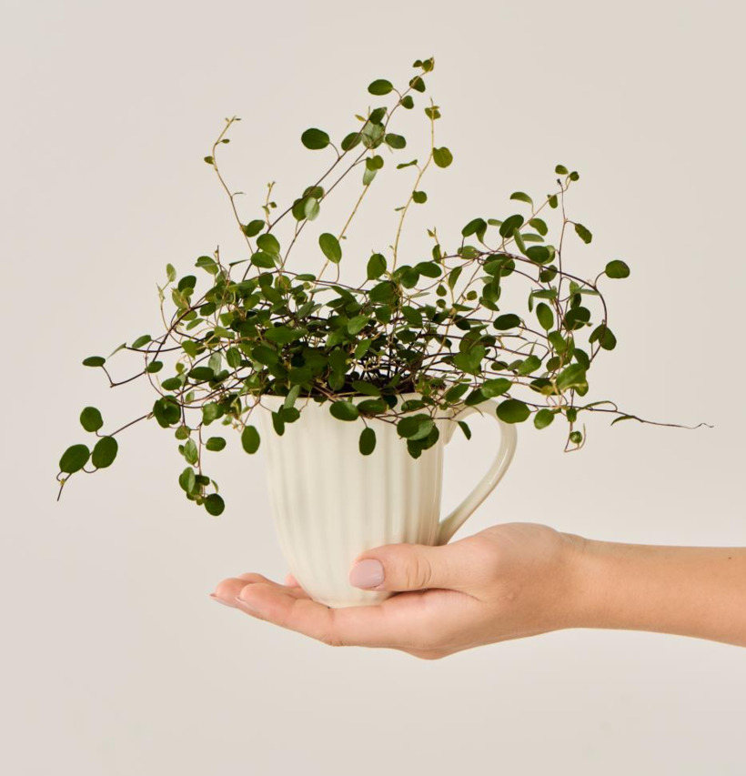 Mugg Mynte Butter Cream IB Laursen Muggar/koppar i porslin, keramik, papper eller biologiskt material organiskt ekologiskt