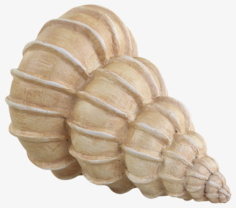 Bild av elegant snäcka med naturliga toner och form