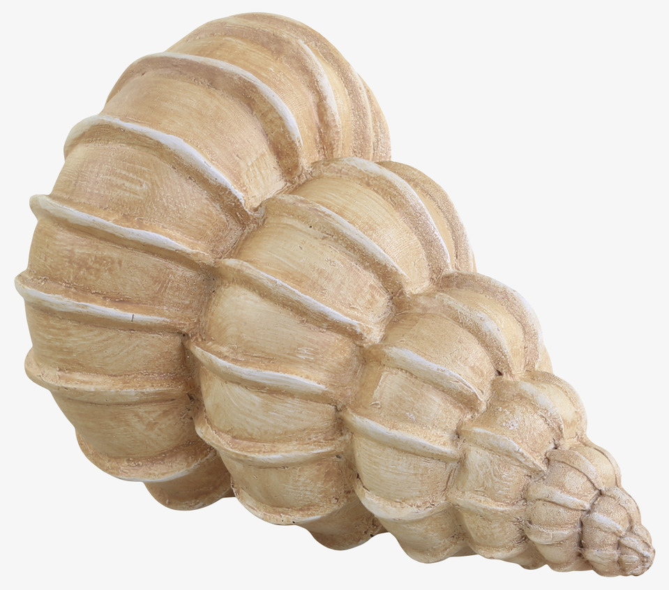 Bild av elegant snäcka med naturliga toner och form