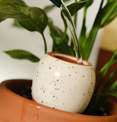 Bild av elegant keramikbehållare för växtbevattning