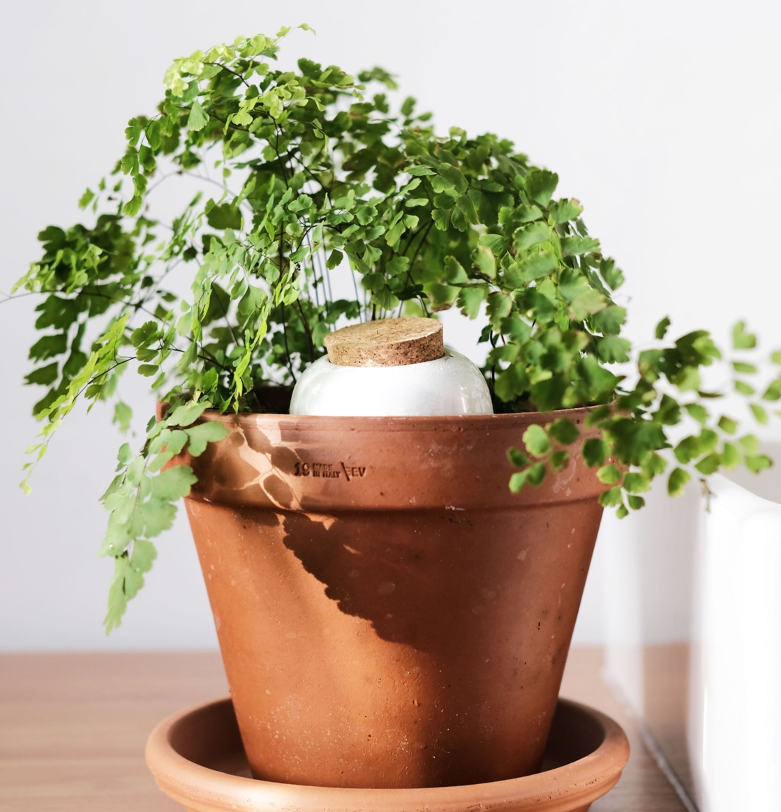 Olla Pure White Pepin Självbevattnare Självbevattning Bevattningsglas Droppvattnare Droppbevattnare Droppbevattning