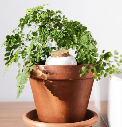 Bild: Terrakottakruka med grön växt och bevattningslösning