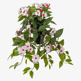 Bild av prunkande hängväxt med vita och rosa blommor