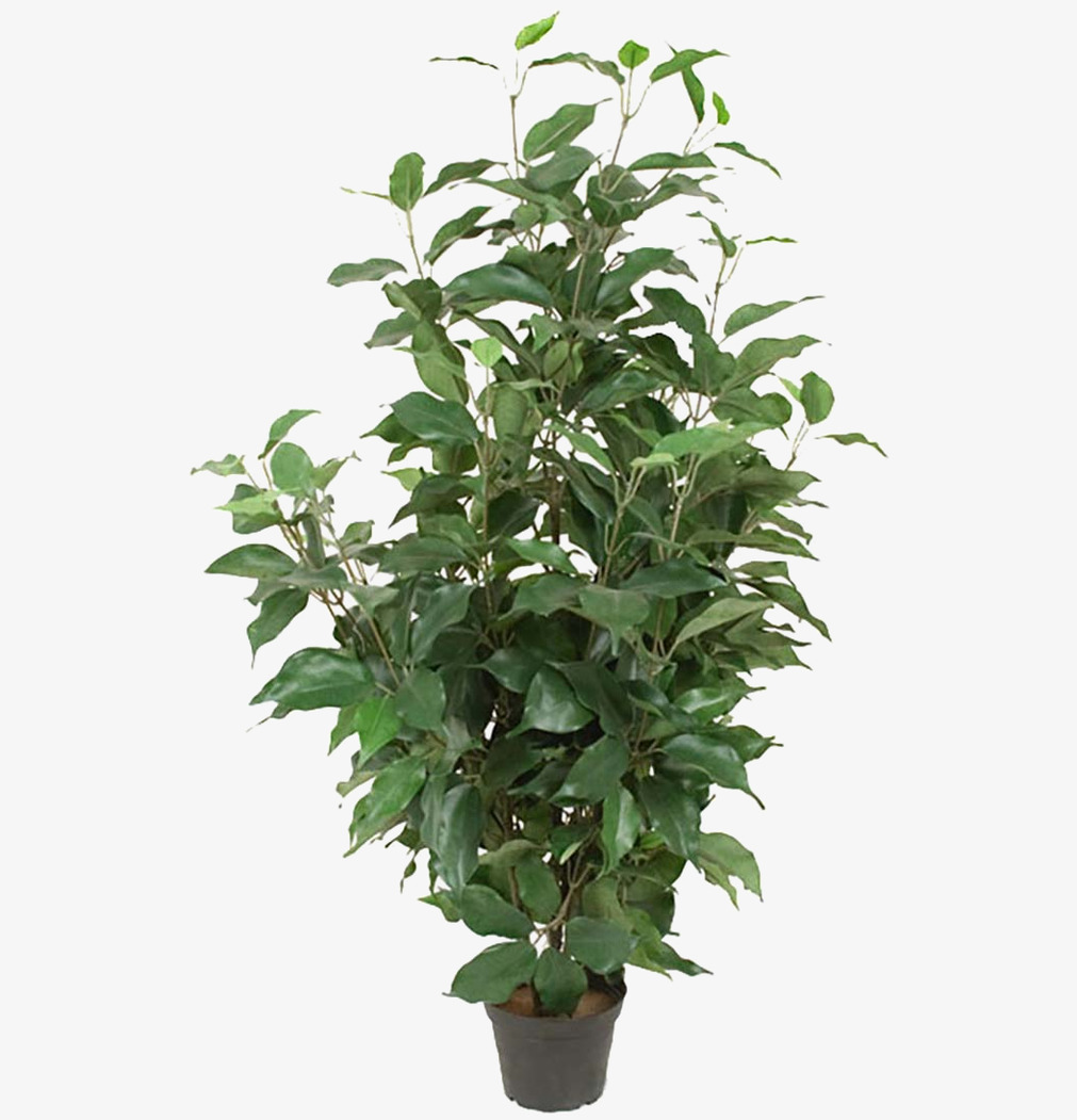 Fikus Benjamin 80cm Mr Plant Konstväxter Konstblommor Plastväxter Plastblommor