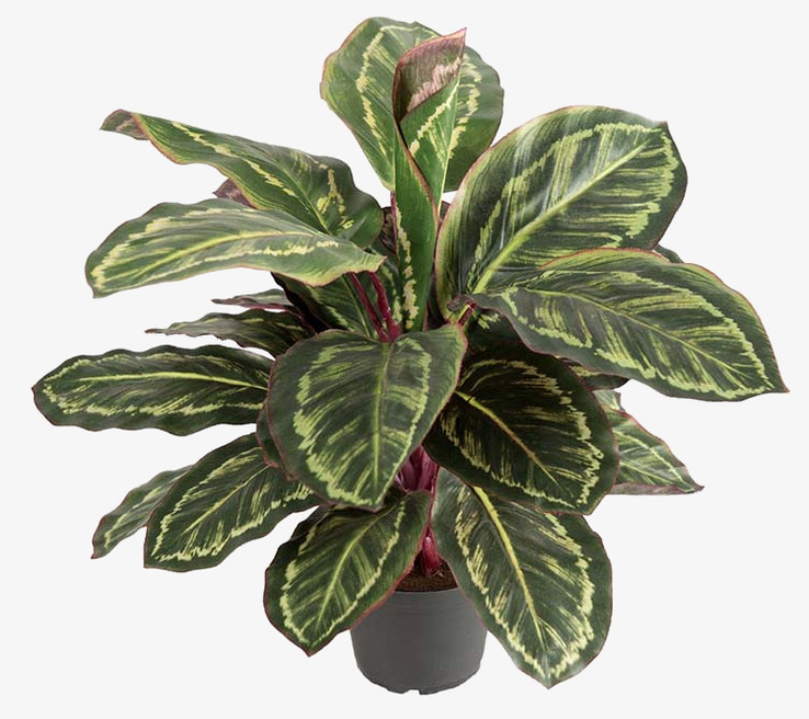 Maranta 60cm Mr Plant Konstväxter Konstblommor Plastväxter Plastblommor