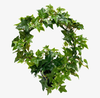 Bild av naturtrogen murgröna för stilren heminredning