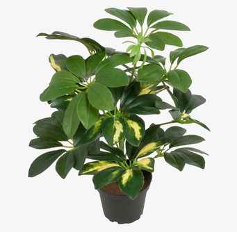 Bild av konstgjord Schefflera-växt i svart kruka