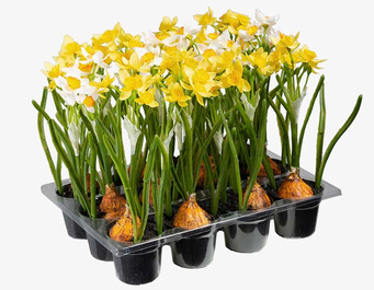 Bild av miniatyrnarcisser med livfulla gula och vita toner