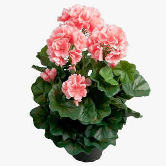 Bild av livfull konstgjord pelargon med rosa blommor