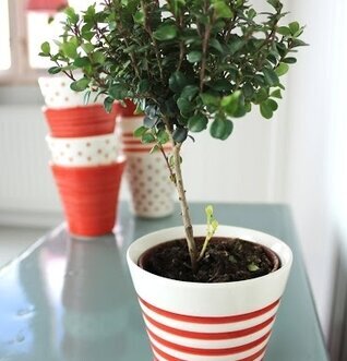 Bild av dekorativ kruka med rödvitt mönster och buske