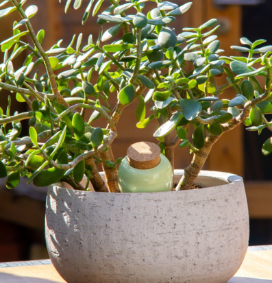 Bild av frodig växt i texturerad kruka med bevattning