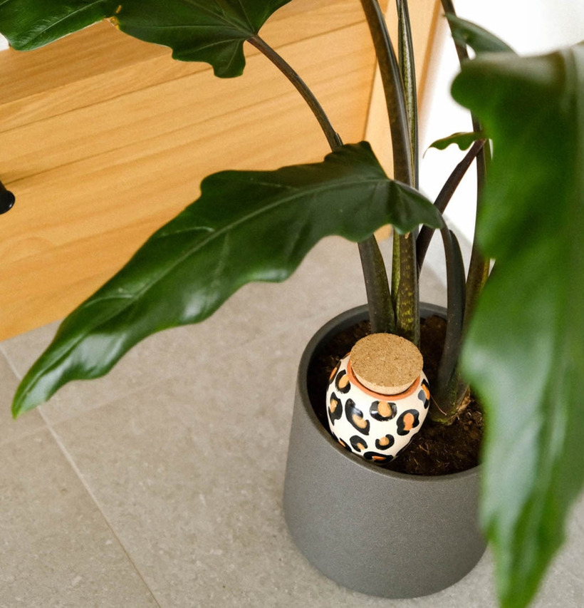 Bevattning Olla Leopard Pepin Självbevattnare Självbevattning Bevattningsglas Droppvattnare Droppbevattnare Droppbevattning