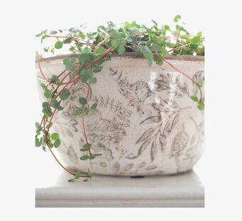 Bild av planteringskruka med grön växt och glansig finish