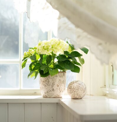 Bild av harmonisk scen med eleganta krukor och växter