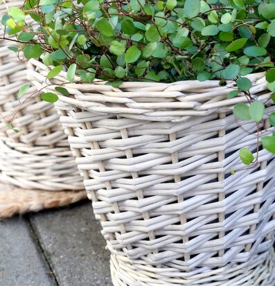 Bild av elegant flätad pilkruka med frodig växt